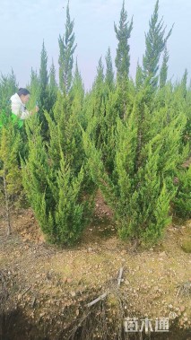 高度40厘米龙柏