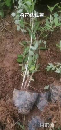 高度50厘米绣线菊