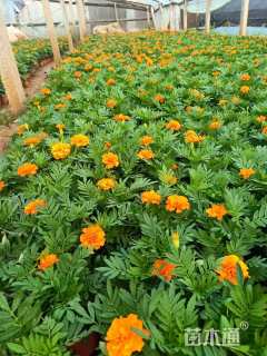 高度25厘米孔雀草