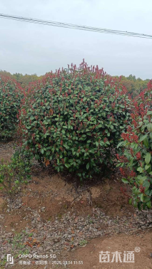 冠幅130厘米红叶石楠球