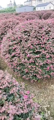 冠幅100厘米红花继木球