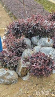 高度30厘米红花继木