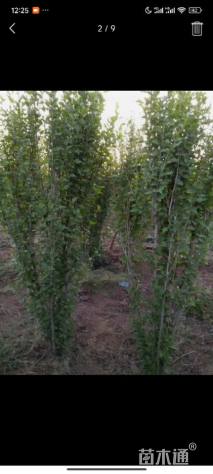 高度300厘米木槿