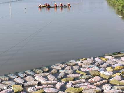 高度20厘米金鱼藻