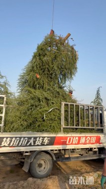 高度400厘米油松