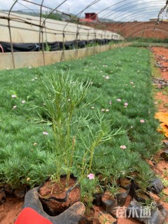 高度20厘米玛格丽特花