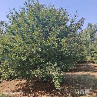 17公分亚当海棠