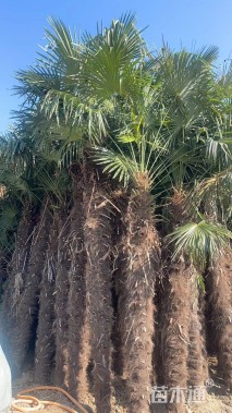 裸干高400厘米棕榈