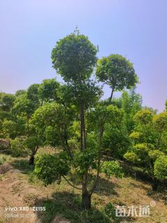 8公分造型金叶榆