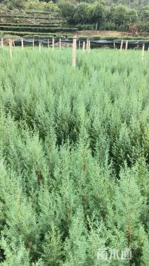 高度50厘米川柏