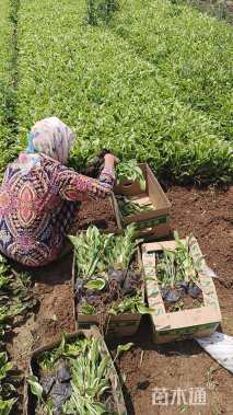 高度15厘米金边玉簪