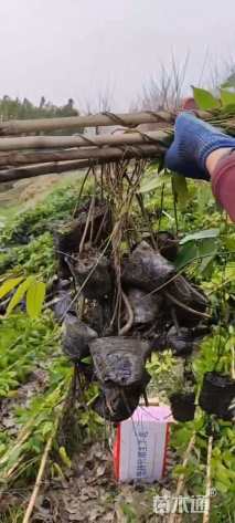150厘米油麻藤
