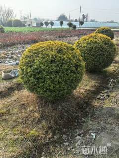 冠幅120厘米亮晶女贞球