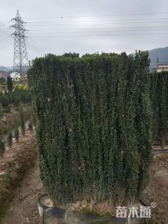 高度60厘米直立冬青