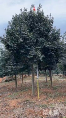 12公分红果冬青