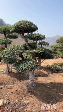 18公分造型对节白蜡