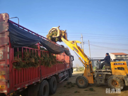 高度15厘米中叶麦冬