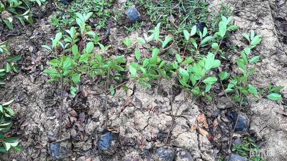 0.5公分红叶石楠