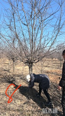 12公分垂丝海棠