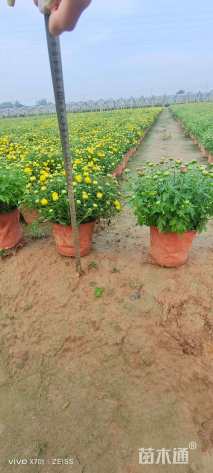 高度40厘米千头菊