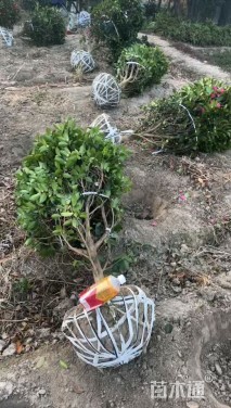 冠幅100厘米茶梅球