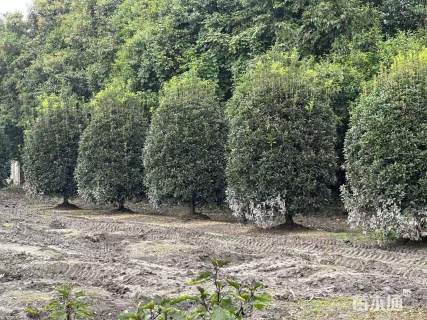 冠幅250厘米桂花球