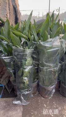 高度80厘米鹤望兰