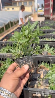 高度20厘米桔梗