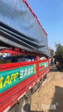 高度30厘米匍匐迷迭香