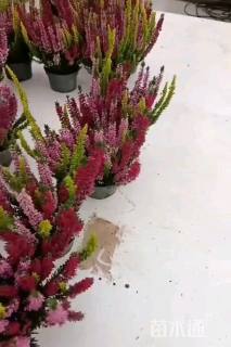 高度30厘米欧石楠