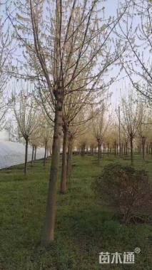 17公分金叶复叶槭