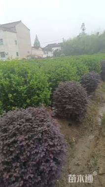 冠幅100厘米金森女贞球