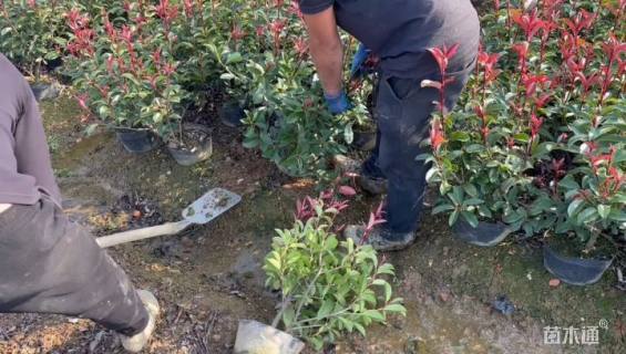 高度50厘米红叶石楠小苗