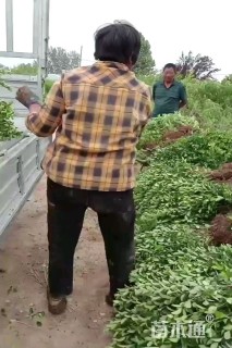 高度40厘米卫矛小苗