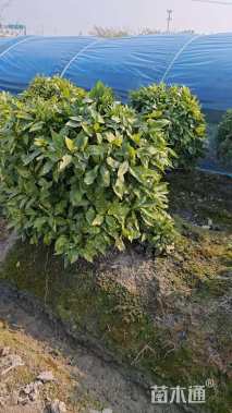 高度70厘米中叶栀子