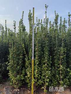 高度2厘米北海道黄杨