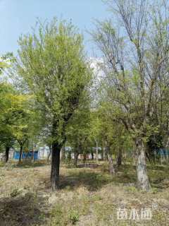 10公分造型榆树