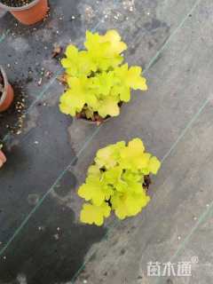 高度15厘米矾根