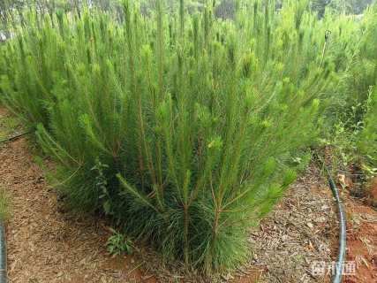 高度60厘米马尾松