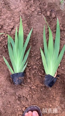 高度15厘米蓝花鸢尾