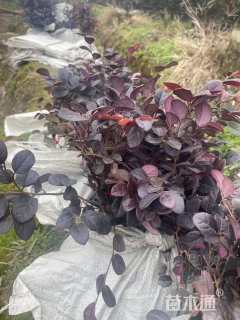 高度20厘米红花继木小苗