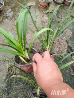 高度25厘米百子莲