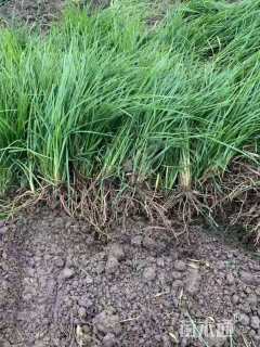 高度25厘米沿阶草