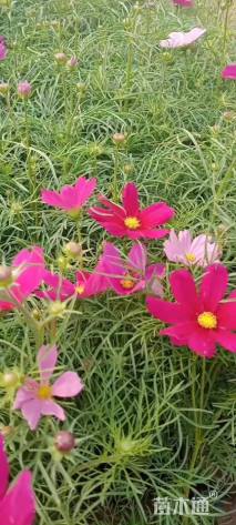 高度20厘米波斯菊
