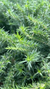 高度20厘米芝樱