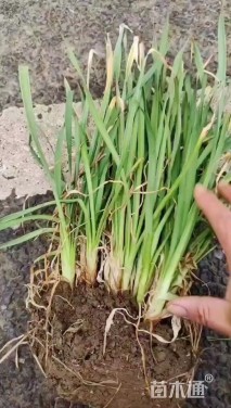 高度30厘米紫娇花