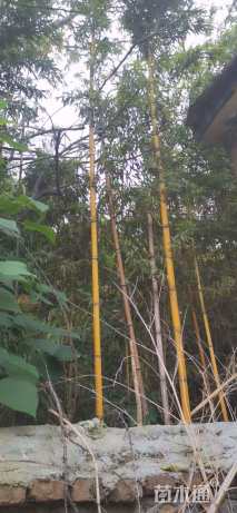 高度500厘米富贵竹