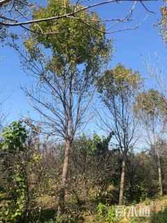 12公分金叶白蜡