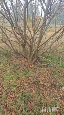 高度300厘米丛生紫薇