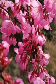 13公分横浜绯樱